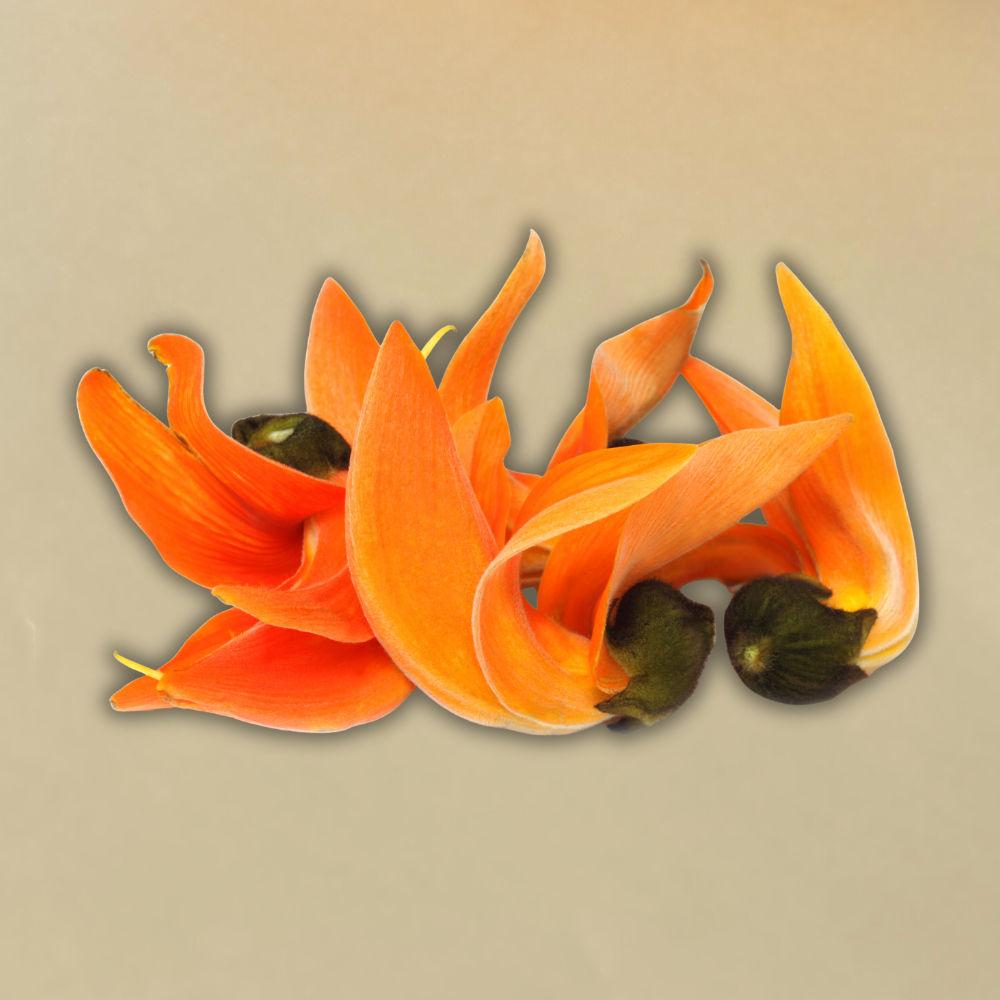 Kesuda